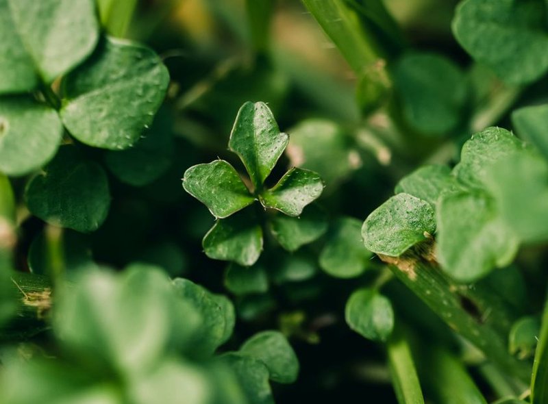  Vương quốc giải trí 